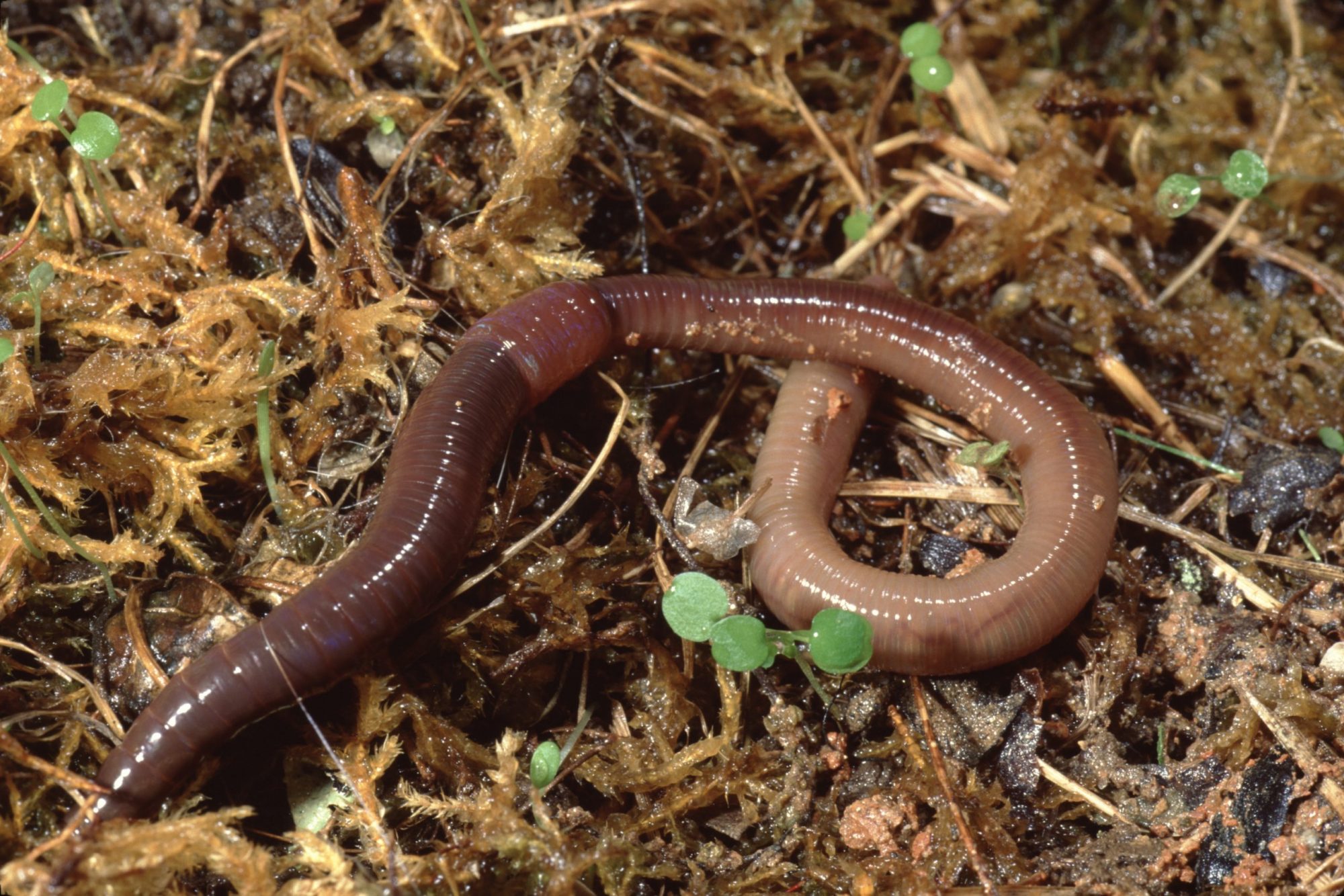 Earthworms - native and non-native, nightcrawlers and jumping worms - Sally  Morgan - Living on one acre or less