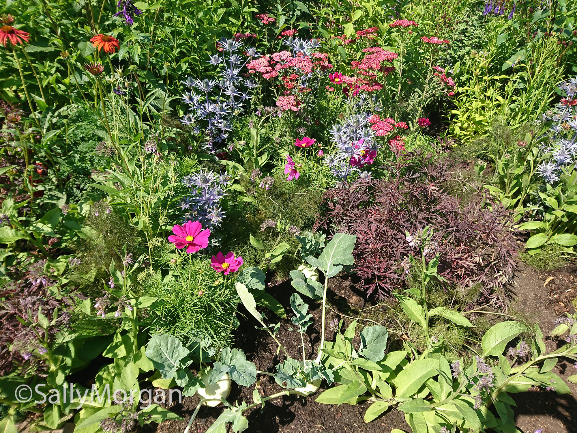 RHS Grow Your Own garden
