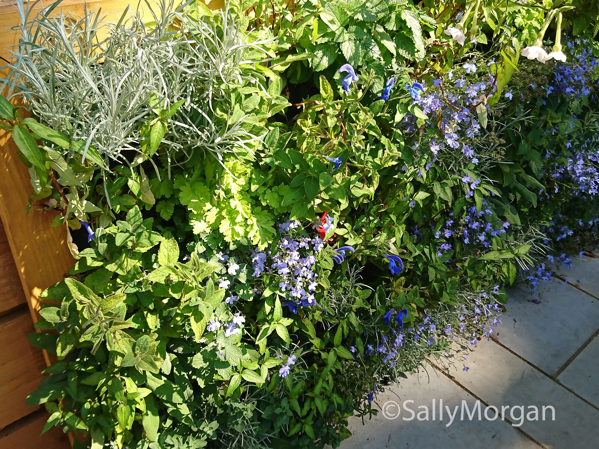 RHS Grow Your Own garden vertical wall