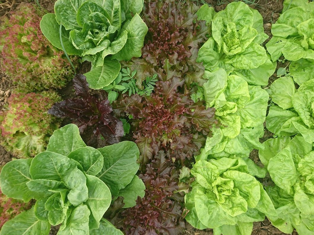 mixed lettuce 