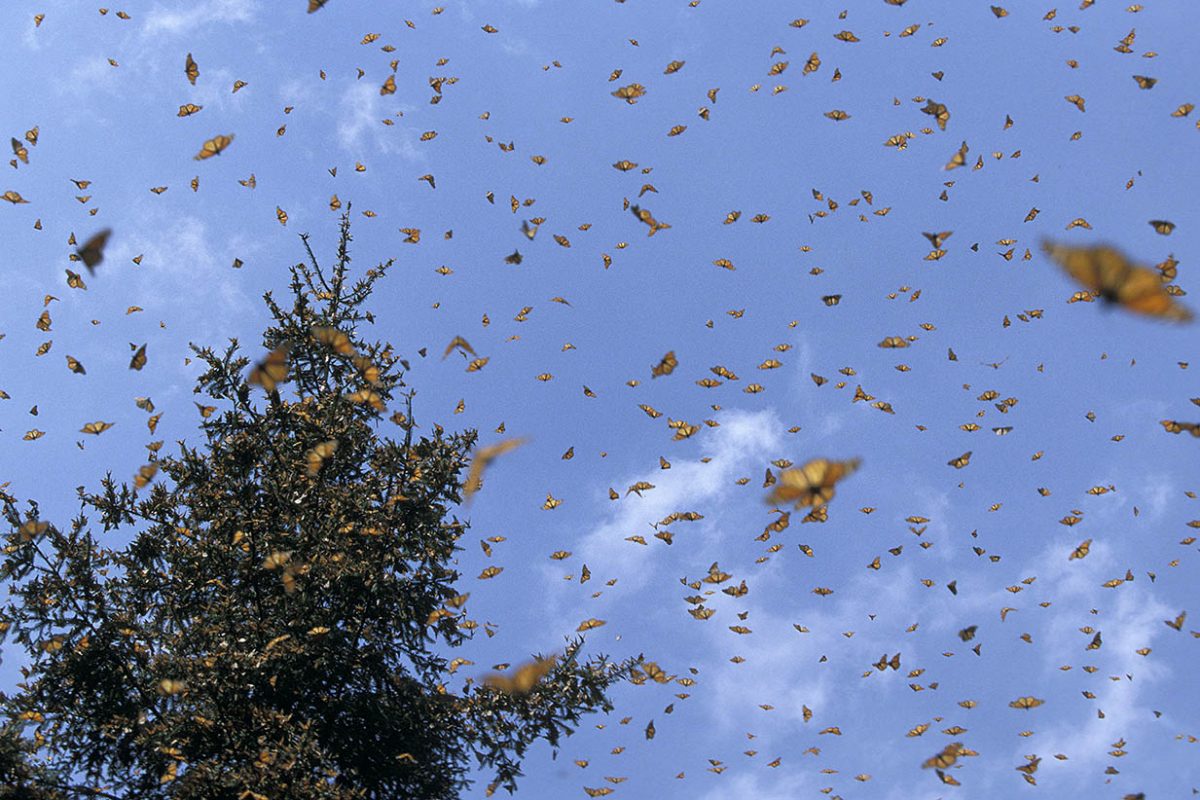 monarch butterflies mexico pine forests copyright ecoscene 