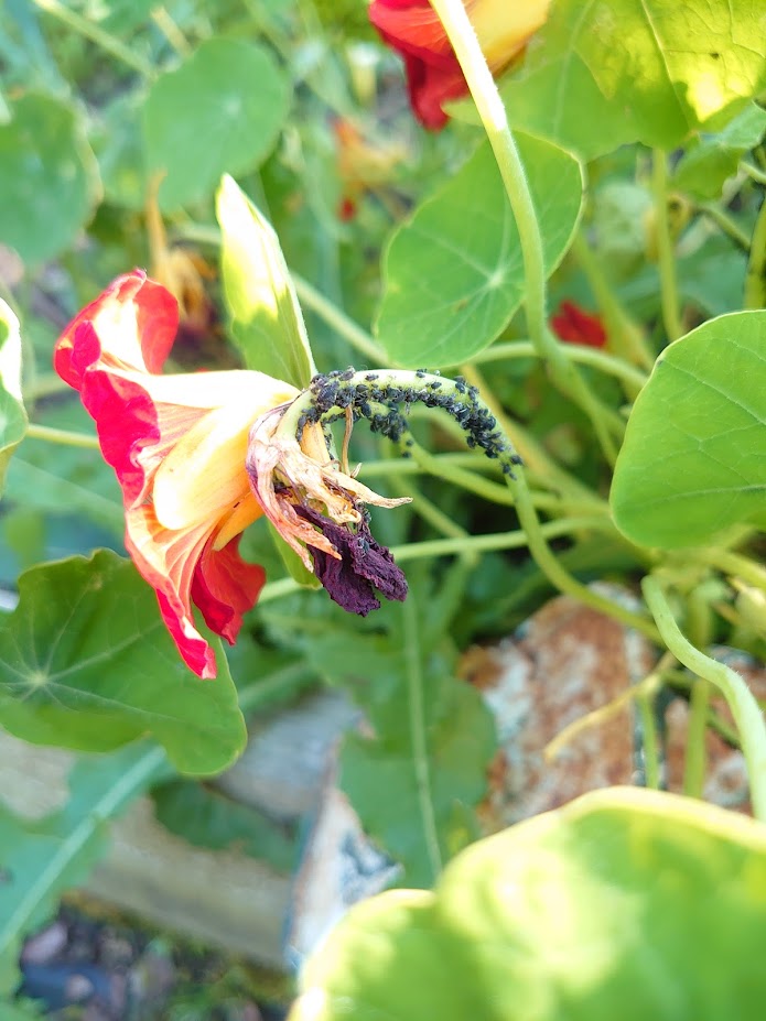 Why grow nasturtiums in the veg plot? Sally Living on one