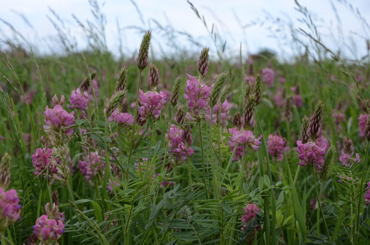 Эспарцет Палласа