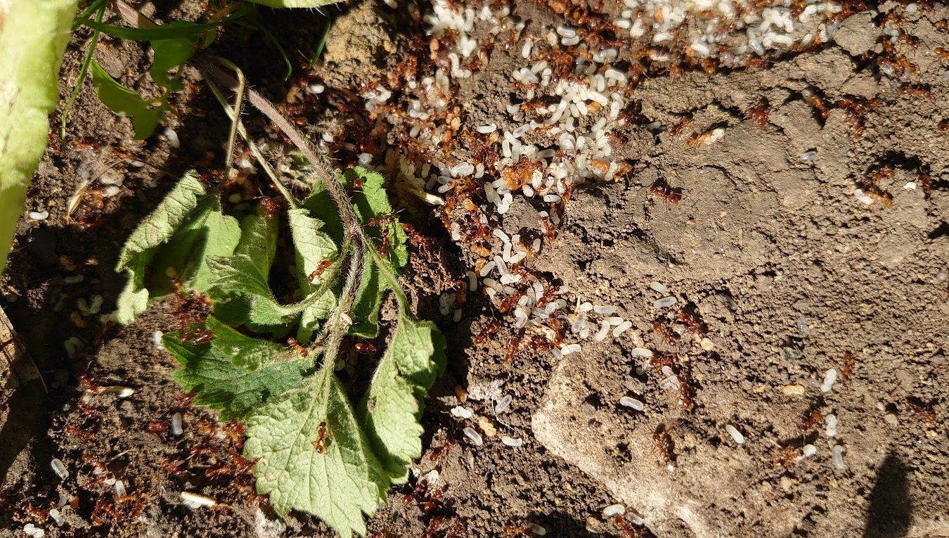 red ant nest