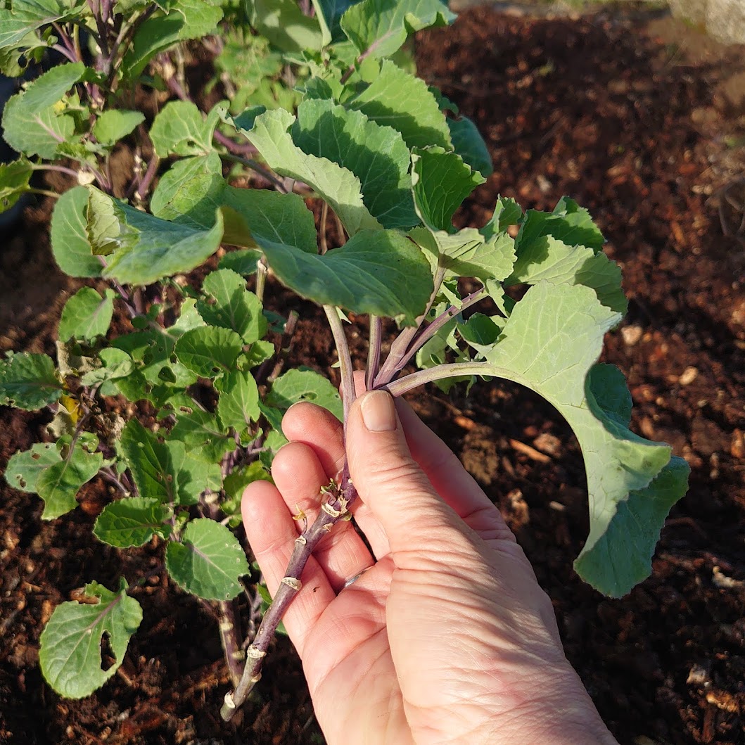 Growing perennial kale Sally Living on one acre or less