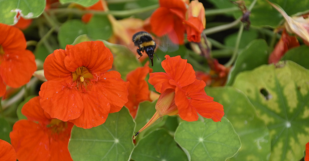 nasturtium with bee pollinator