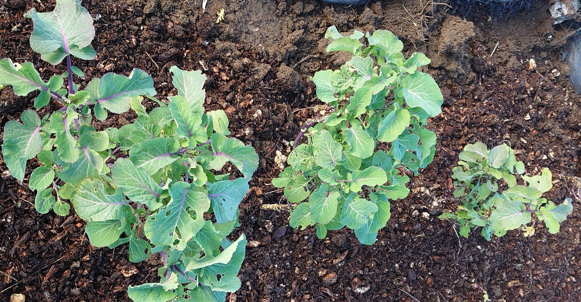 Growing perennial kale Sally Living on one acre or less