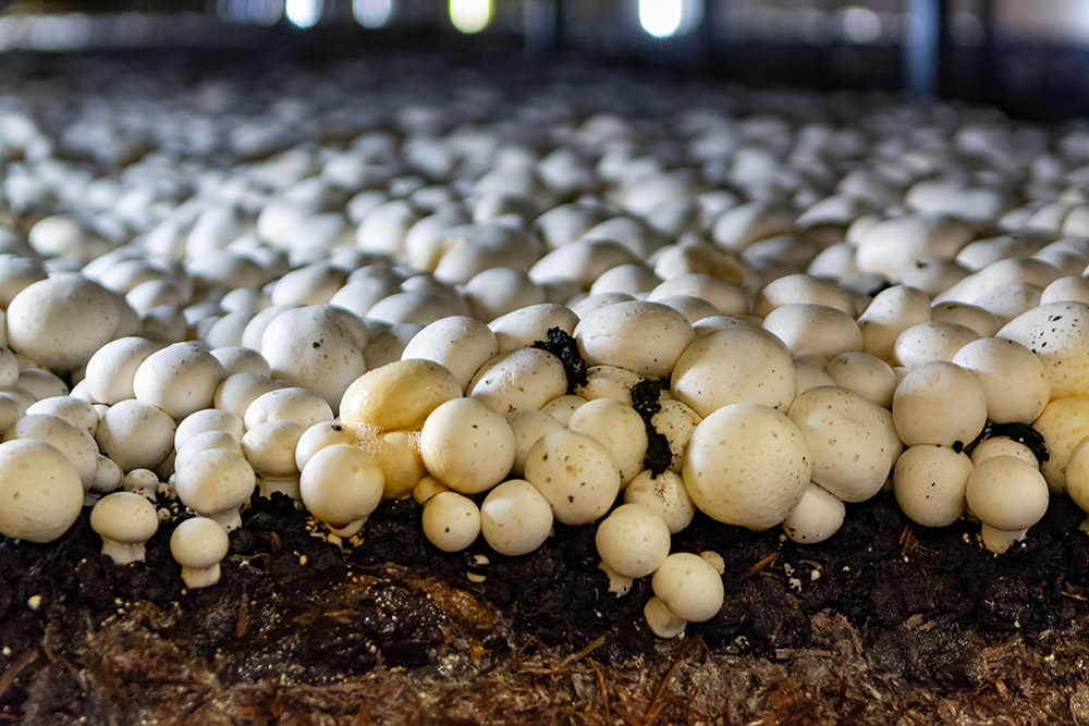 Commercial mushroom production