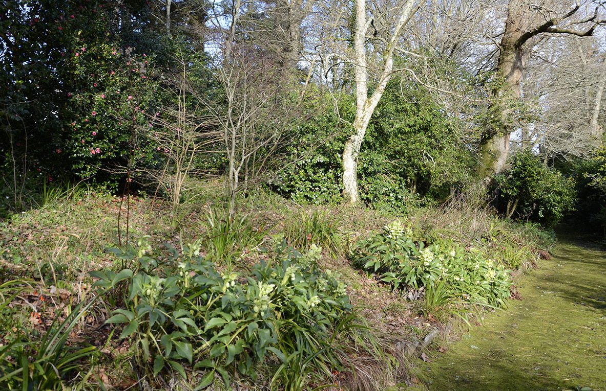 woodland walk dartington spring
